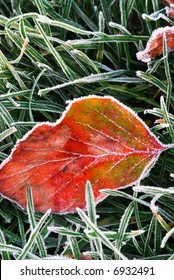 Frosty red fallen leaf lying on frozen grass on a cold fall morning