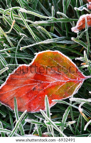 Frosty red fallen leaf lying on frozen grass on a cold fall morning