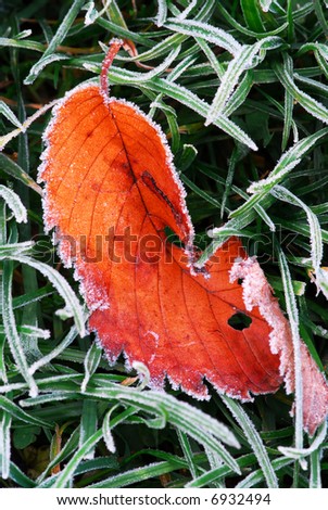 Frosty red fallen leaf lying on frozen grass on a cold fall morning