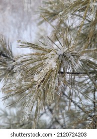 A Frosty Reminder Of Christmas Past