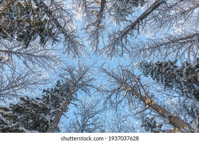 Frosty And Snowy Tree Tops In Winter.