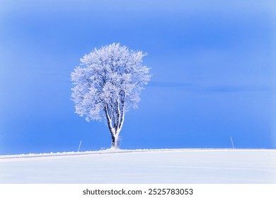 Frosty solitary tree in a winter landscape - Powered by Shutterstock