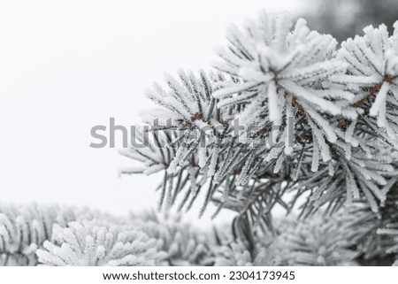 Frosty Spruce Branches Outdoor With Snowy Winter Nature Forest Landscape and Sunrise Sunny, Scenic Snowfall Background.Horizontal Image