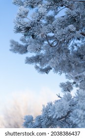 Frosty Spruce Branches.Outdoor frost scene. Snow winter background. Nature forest light landscape. Beautiful tree and sunrise sky. Sunny, snowy, scenic, snowfall.