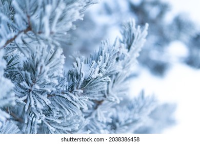 Frosty Spruce Branches.Outdoor frost scene. Snow winter background. Nature forest light landscape. Beautiful tree and sunrise sky. Sunny, snowy, scenic, snowfall. - Shutterstock ID 2038386458