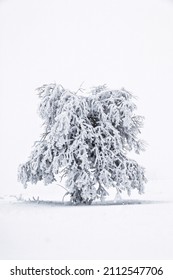 Frosty Stand Alone Tree With Snow And Fog