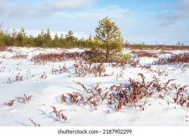 Frosty sunny day in snowy field surrounded of young pine forest. Winter landscape of coniferous forest and field. - Shutterstock ID 2187902299