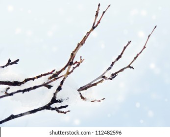 Frosty Tree Branch With Snow In Winter