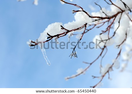 frosty tree branch in winter