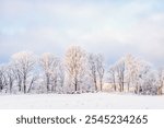 Frosty trees by a snowy field in the countryside