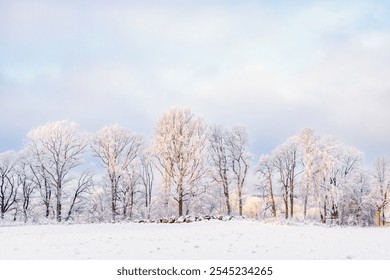 Frosty trees by a snowy field in the countryside - Powered by Shutterstock