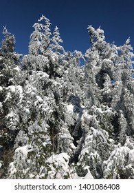 Frosty Trees At Gore Mountain, NY