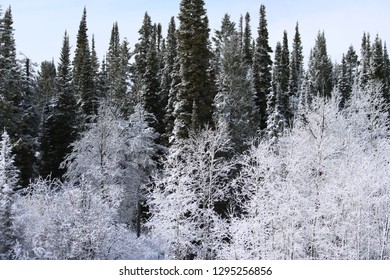 Frosty Trees, Jackson Hole Wyoming