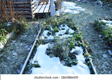 Frosty Vegetable Garden Or Allotment Garden Bed With Snow Covered Plants And Herbs. Backyard Garden Bed Winter First Snow