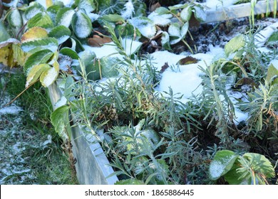 Frosty Vegetable Garden Or Allotment Garden Bed With Snow Covered Plants And Herbs. Backyard Garden Bed Winter First Snow