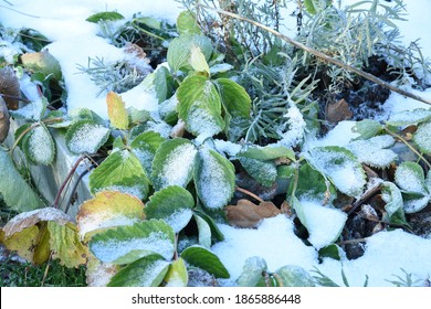 Frosty Vegetable Garden Or Allotment Garden Bed With Snow Covered Plants And Herbs. Backyard Garden Bed Winter First Snow