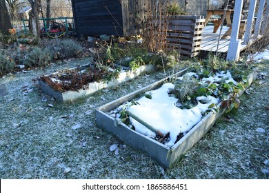 Frosty Vegetable Garden Or Allotment Garden Bed With Snow Covered Plants And Herbs. Backyard Garden Bed Winter First Snow