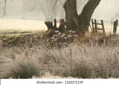 Frosty Vegetation Beside The River Otter, East Devon. 