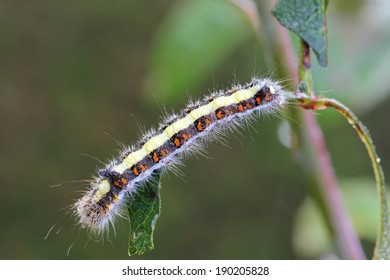 Frosty White Marked Tussock Moth Hairy Caterpillar On The Rose Prickles In The Morning In The Garden, Europe