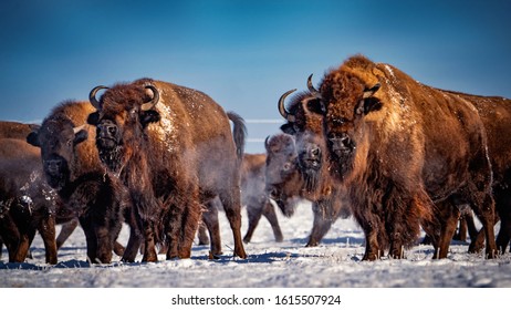 Frosty Winter Day In Bison Herd