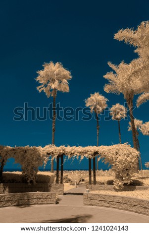 Similar – Palmen am Meer vor der Kulisse der Berge in Ägypten Dahab Süd-Sinai