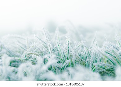 Frosty winter garden macro. Cold weather background concept. Frozen grass on the meadow with copy space.