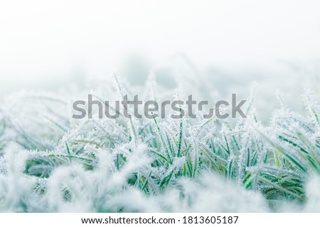 Frosty winter garden macro. Cold weather background concept. Frozen grass on the meadow with copy space.