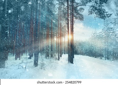 frosty winter landscape in snowy forest - Shutterstock ID 254820799