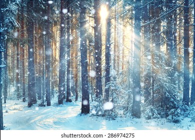 frosty winter landscape in snowy forest - Shutterstock ID 286974275
