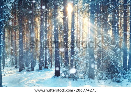 frosty winter landscape in snowy forest