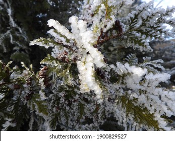 frostige Winterlandschaft mit Baum