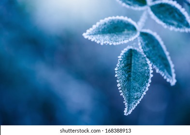 Frosty winter leaves abstract - Powered by Shutterstock