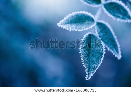 Frosty winter leaves abstract