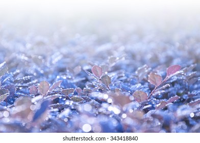 Frosty Winter Leaves Abstract Background