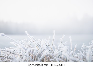 Frosty winter morning macro. Cold weather background concept. Frozen grass on the fields with copy space.