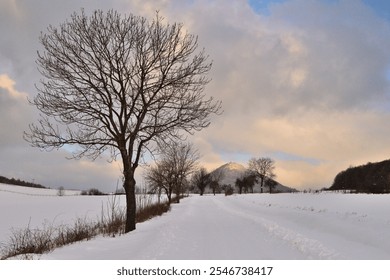 Frosty winter morning on snowy icy road in Czech republic with heavy low clouds and sunrise, bare tree - Powered by Shutterstock