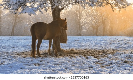 In a frosty winter wonderland, brown horse feeds from a hay bag attached to a snowy tree in the middle of a frosty pasture. White landscape is bathed in soft morning light that adds a serene feel. - Powered by Shutterstock