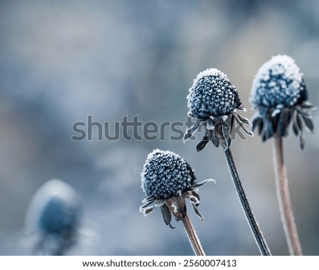 Similar – Foto Bild Eisblumen Eiskristall