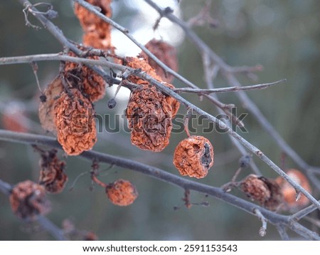 frozen apples on tree branches in winter rotten