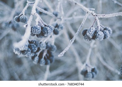 Frozen Aronia Berries