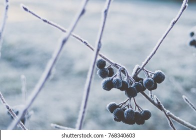 Frozen Aronia Berries Bunch.