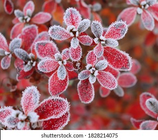Frozen azalea with red leaves The first frosts, cold weather, frozen water, frost and hoarfrost. Macro shot. Early winter. Blurred background.