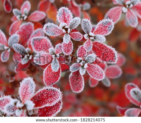 Frozen azalea with red leaves The first frosts, cold weather, frozen water, frost and hoarfrost. Macro shot. Early winter. Blurred background.