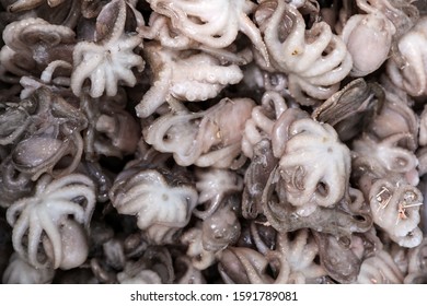 Frozen Baby Octopus As Background, Top View. Wholesale Market