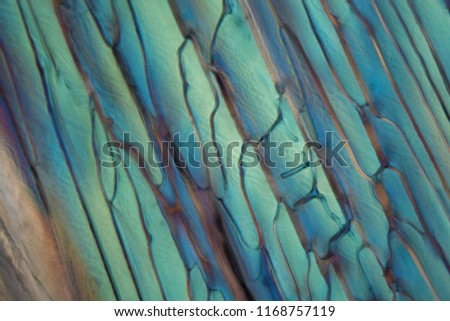 Frozen beer under a microscope and in polarized light. The photo shows ice crystals developed in beer. The form is different according to the type of beer.