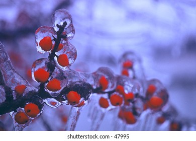 Frozen Berries