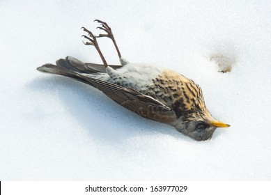 Frozen Bird At Winter