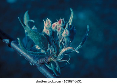 凍る 花 の画像 写真素材 ベクター画像 Shutterstock