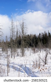 Frozen Bog With Deep Snow Dead Trees And Blue Sky