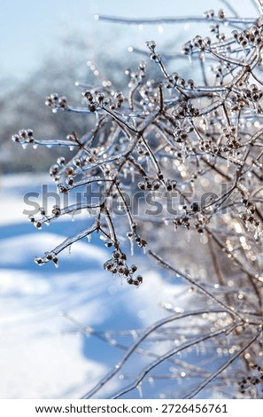 Frozen branches in ice. Selective focus. nature.